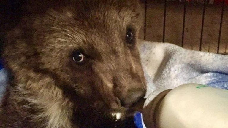 灰熊幼崽被阿爾伯塔野生動物人員”安樂死”