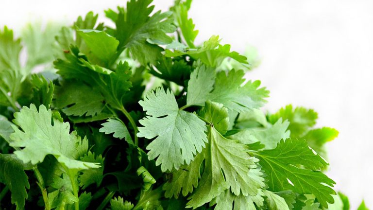 香菜（芫茜）你喜歡還是討厭呢?  最新研究：它是很好的解毒劑!