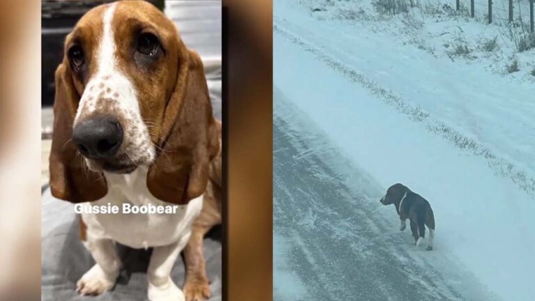 “簡直就是奇蹟” : 亞省一隻走失的巴吉度獵犬在極度嚴寒下度過了 7 天