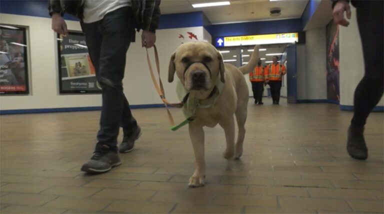健康治療犬造訪愛民頓室內行人道和輕鐵站