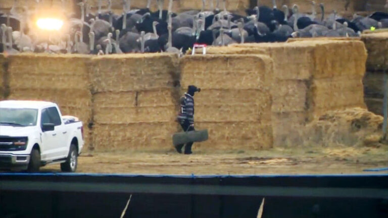 加食檢局派槍手一夜全殲300鴕鳥 槍聲鳥叫數小時 卑詩農場主悲哭
