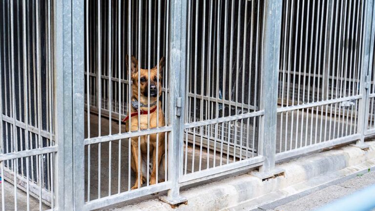 震驚全美 加州動物救援中心涉槍殺狗隻後對外稱「已被領養」