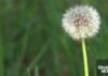 愛民頓春季花粉及季節性過敏相關圖片
