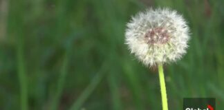 愛民頓春季花粉及季節性過敏相關圖片