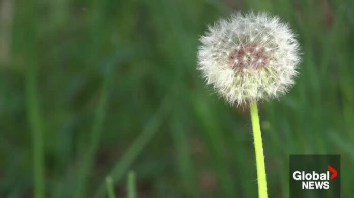 愛民頓春季花粉及季節性過敏相關圖片