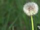 愛民頓春季花粉及季節性過敏相關圖片