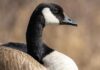 亞省禽流感個案增加 動物園加強保護雀鳥措施 加拿大雁,亞省今年已有野生雀鳥禽流感檢測個案