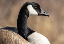 亞省禽流感個案增加 動物園加強保護雀鳥措施 加拿大雁,亞省今年已有野生雀鳥禽流感檢測個案