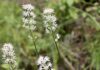 新澤西獨有野花Triantha novacaesariensis