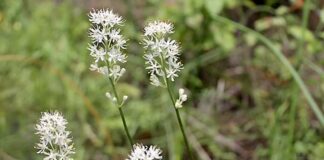 新澤西獨有野花Triantha novacaesariensis