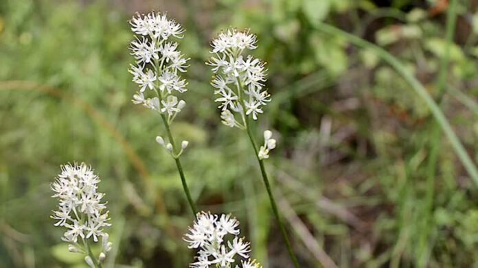 新澤西獨有野花Triantha novacaesariensis
