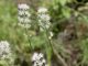 新澤西獨有野花Triantha novacaesariensis