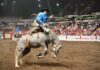 Red Deer Pro Rodeo牛仔競技活動圖片