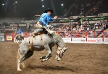 Red Deer Pro Rodeo牛仔競技活動圖片