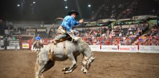 Red Deer Pro Rodeo牛仔競技活動圖片