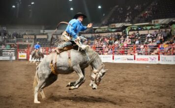 Red Deer Pro Rodeo牛仔競技活動圖片
