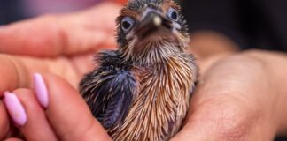 關島翠鳥幼鳥在保育人員手中的照片。