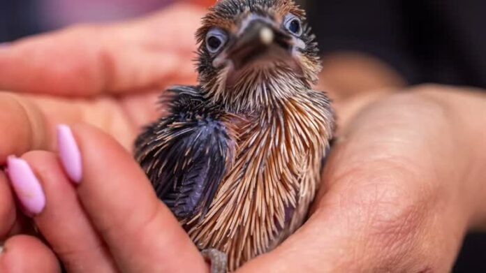 關島翠鳥幼鳥在保育人員手中的照片。