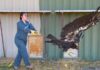 Yurok部族野生動物技術員 Sandra Hahn 放飛加州禿鷹 B9。