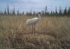 Wood Buffalo 國家公園一隻 Whooping Crane 站在巢內兩枚鳥蛋旁。