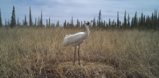 Wood Buffalo 國家公園一隻 Whooping Crane 站在巢內兩枚鳥蛋旁。