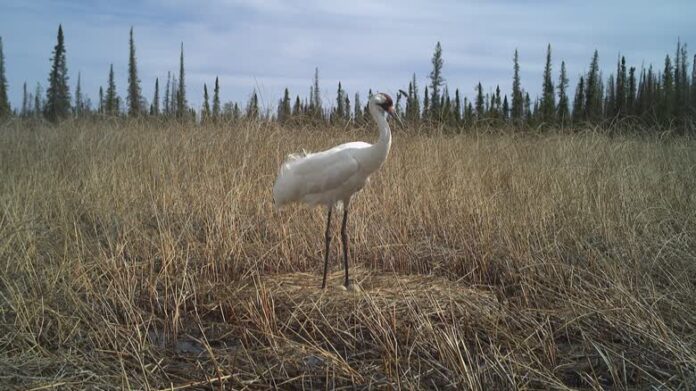 Wood Buffalo 國家公園一隻 Whooping Crane 站在巢內兩枚鳥蛋旁。