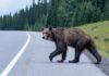 亞省 Kananaskis 地區一頭灰熊橫過公路的資料圖片。