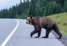 亞省 Kananaskis 地區一頭灰熊橫過公路的資料圖片。