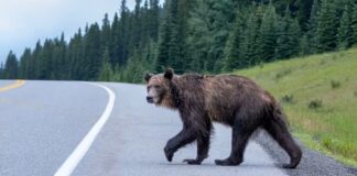 亞省 Kananaskis 地區一頭灰熊橫過公路的資料圖片。