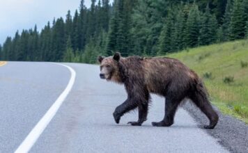 亞省 Kananaskis 地區一頭灰熊橫過公路的資料圖片。