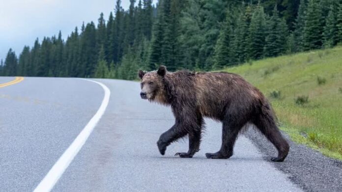 亞省 Kananaskis 地區一頭灰熊橫過公路的資料圖片。