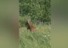 Marsupial in field