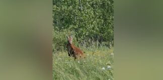 Marsupial in field