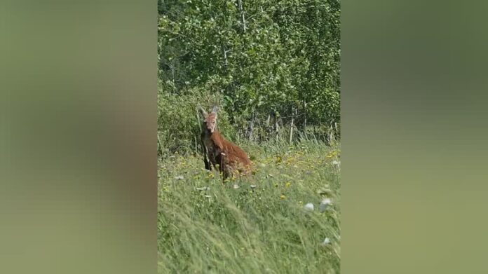 Marsupial in field