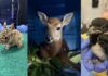 WILDNorth 復康中心照顧幼年野生動物的畫面