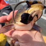 Memphremagog 湖褐牛頭鯰出現黑斑和腫塊。
