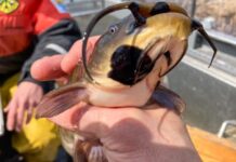 Memphremagog 湖褐牛頭鯰出現黑斑和腫塊。