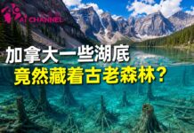 加拿大一些湖底竟然藏着古老森林?