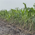 連場雨冰雹打亂Greater Edmonton農場 粟米迷宮延至8月開放