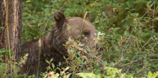 Jasper 國家公園熊隻活動相關圖片