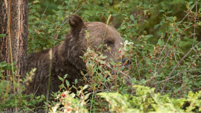Jasper漿果季熊蹤增 Parks Canada提醒遊客結伴同行並備防熊噴霧 Jasper 國家公園熊隻活動相關圖片