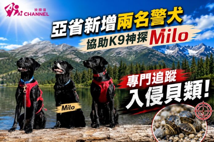 K9cover