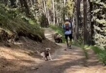 兩名行山人士Banff遇熊 最終脫險 狗狗沒用牽引繩有可能令情況更加危險 (有影片)