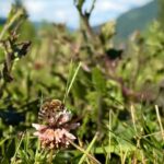 bees-featured