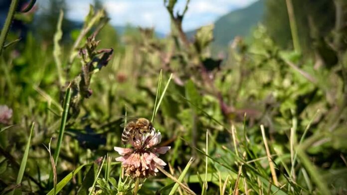 bees-featured 乾旱天氣下,卑詩的蜜蜂與野生蜂可能較難取得足夠花蜜與花粉。
