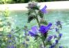Kimberley 夏天大量盛開的 blueweed 以藍紫色花朵覆蓋路旁。
