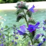 blueweed-featured-1
