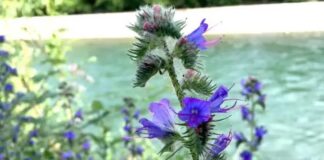 Kimberley 夏天大量盛開的 blueweed 以藍紫色花朵覆蓋路旁。