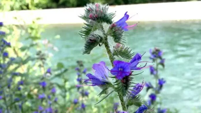 Kimberley 夏天大量盛開的 blueweed 以藍紫色花朵覆蓋路旁。