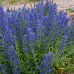 blueweed-inline-1-1